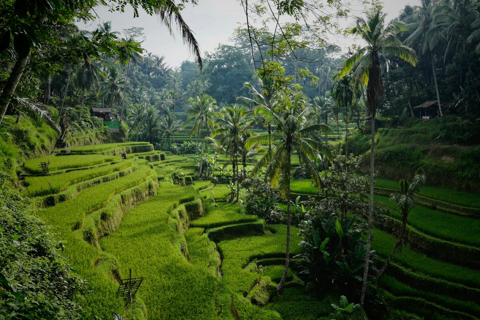 Tegallalang rice terraces in Bali